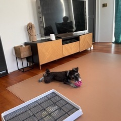 犬　トイレ２つセットの画像
