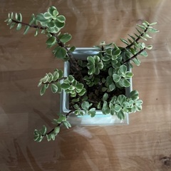 観葉植物　多肉植物　雅楽の舞②の画像