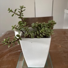 観葉植物　多肉植物　雅楽の舞②の画像