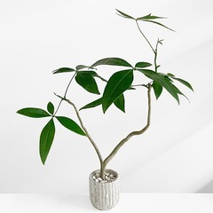 観葉植物 パキラ ウンリュウの画像