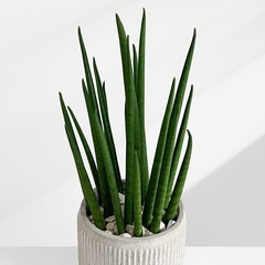 観葉植物 サンスベリアの画像