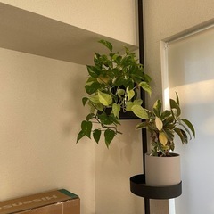 ドローアライン　突っ張り棒　テンションロッド　観葉植物　の画像