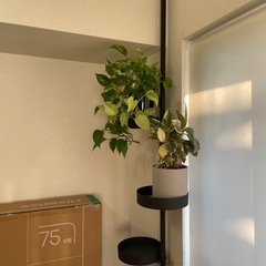 ドローアライン　突っ張り棒　テンションロッド　観葉植物　の画像