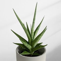 観葉植物 サンスベリアの画像