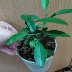 柑橘類　苗③セットの画像