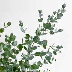 観葉植物 ユーカリ グニーの画像