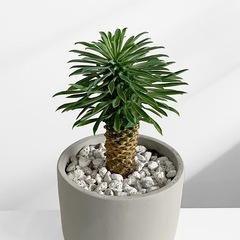 観葉植物 ユーフォルビア ガビテツの画像