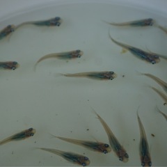 《メダカ》しずく　若魚10匹の画像