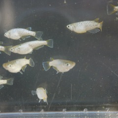 《メダカ》KAGRA 若魚10匹の画像