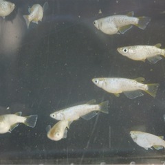 《メダカ》KAGRA 若魚10匹の画像