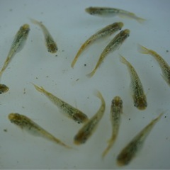 《メダカ》KAGRA 若魚10匹の画像
