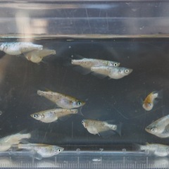 《メダカ》ポラリス　若魚10匹の画像