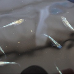 《メダカ》ポラリス　若魚10匹の画像