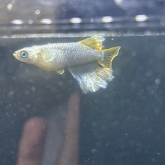 オラフ稚魚5匹の画像