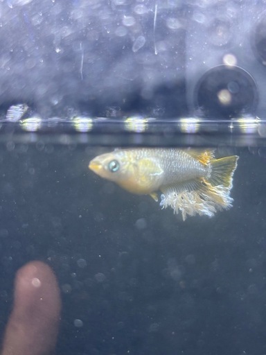オラフ稚魚5匹