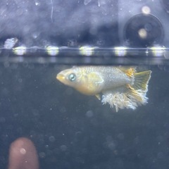 オラフ稚魚5匹の画像