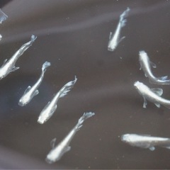 《メダカ》グラディオ　若魚5匹の画像