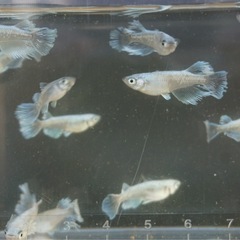 《メダカ》グラディオ　若魚5匹の画像