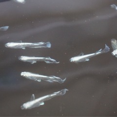 《メダカ》グラディオ　若魚5匹の画像