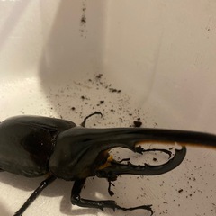 ヘラクレスオオカブトの画像