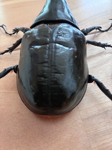 《取引中》ヘラクレスオオカブト　オス単品140ミリ
