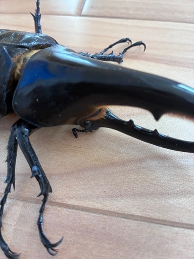 《取引中》ヘラクレスオオカブト　オス単品140ミリ