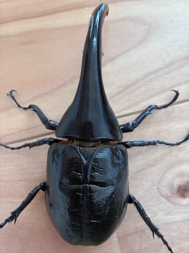 《取引中》ヘラクレスオオカブト　オス単品140ミリ
