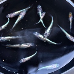 【花魁】メダカ めだか若魚 5匹セット（親は花魁模様・無選別）の画像