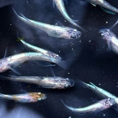 【花魁】メダカ めだか若魚 5匹セット（親は花魁模様・無選別）の画像