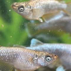 ガネーシャメダカの画像