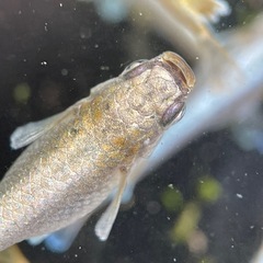 ガネーシャメダカの画像