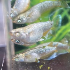 ガネーシャメダカの画像