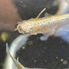 ガネーシャメダカの画像