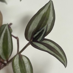 観葉植物 トラディスカンティア ゼブリナの画像