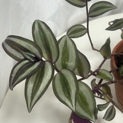 観葉植物 トラディスカンティア ゼブリナの画像