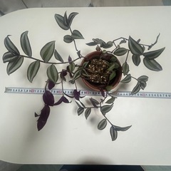観葉植物 トラディスカンティア ゼブリナの画像