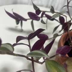 観葉植物 トラディスカンティア ゼブリナの画像