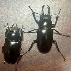クワガタセットの画像