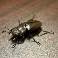 クワガタセットの画像