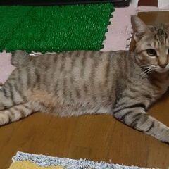 キジトラ 麦わら猫 小柄な女の子  左後ろ足が欠損 