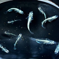 【マリアージュ】メダカ 若魚 5匹セット（きれいな体色・無選別）の画像