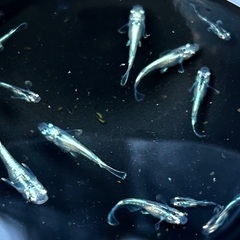 【マリアージュ】メダカ 若魚 5匹セット（きれいな体色・無選別）の画像