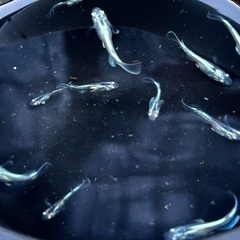 【マリアージュ】メダカ 若魚 5匹セット（きれいな体色・無選別）の画像