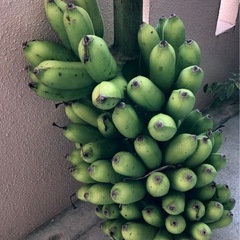 島バナナの画像