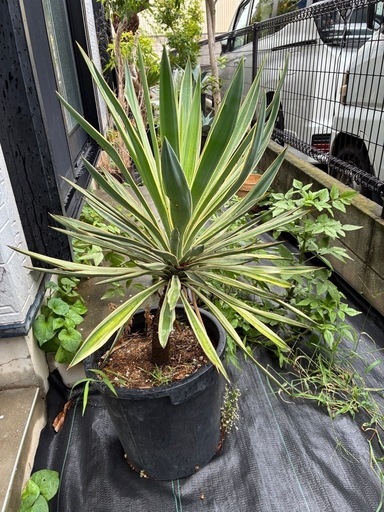 ユッカ・グロリオサ　バリエガータ　斑入り