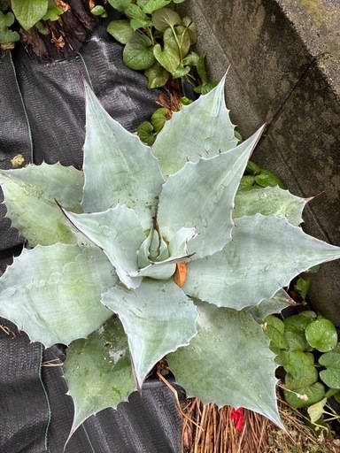 アガベ　オバティフォリア