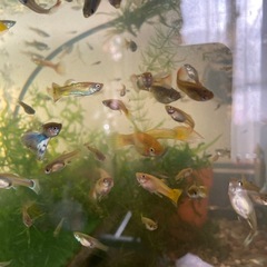 お取引き決まりました。🐠国産ミックスグッピー🐠稚魚〜成魚50匹　　　　9／13（土）11時〜13時の画像