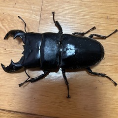 スマトラオオヒラタアチェ成虫♂単品の画像