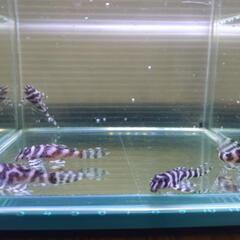 キンペコ　プレコ　熱帯魚の画像