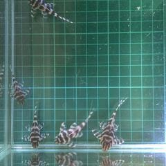 キンペコ　プレコ　熱帯魚の画像
